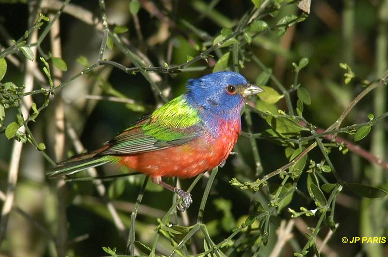 Passerina ciris